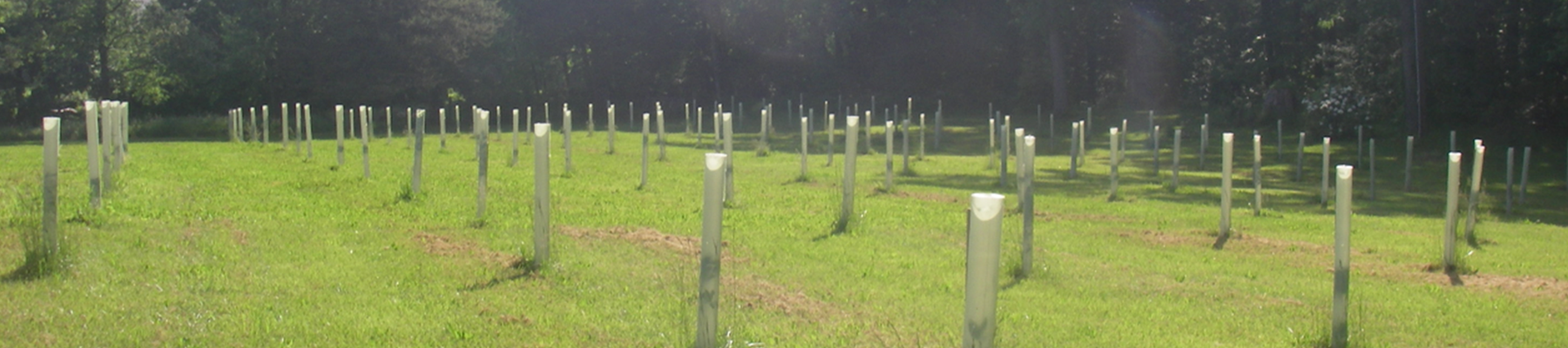 Lower Monocacy River Tree Plantings