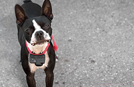 Black and white dog with red leash